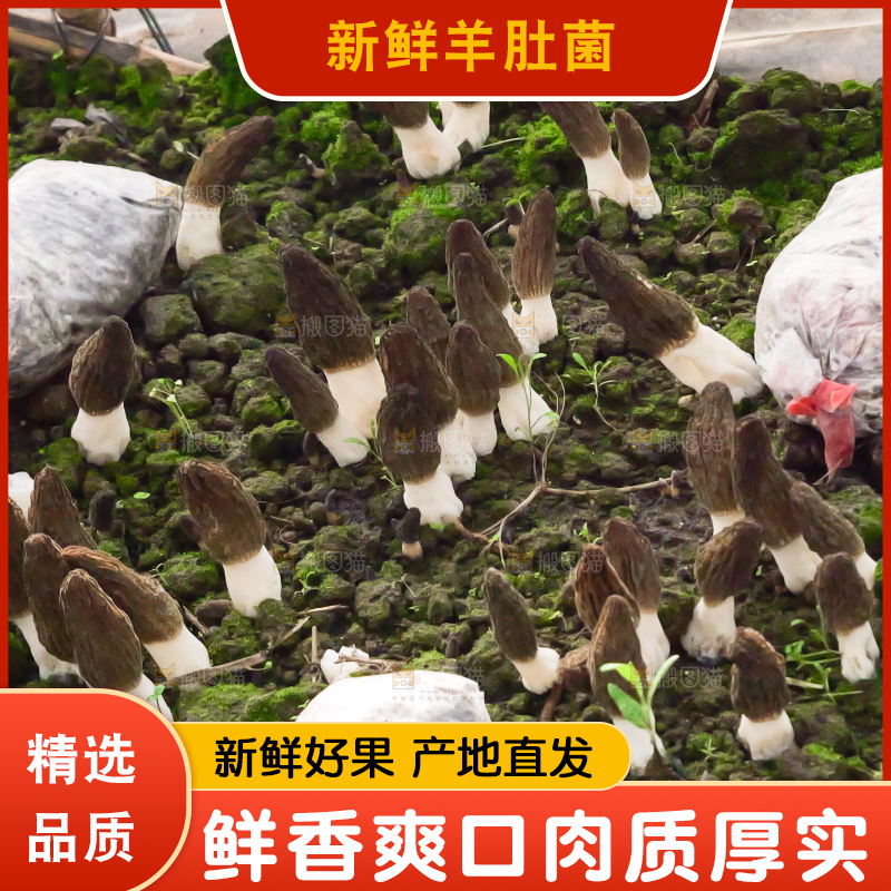 羊肚菌种植基地