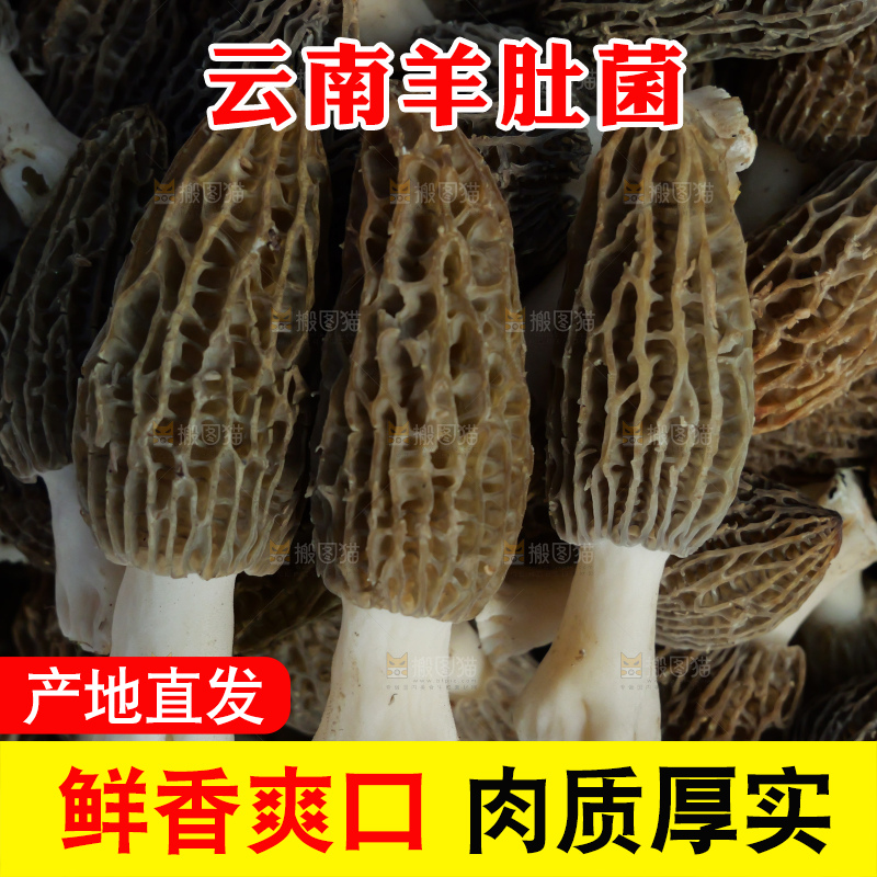 堆放着的新鲜羊肚菌