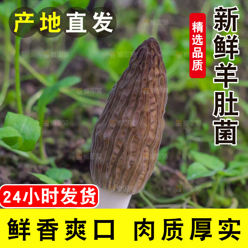 羊肚菌种植基地