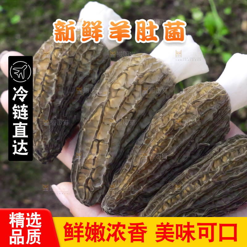 手里拿着新鲜羊肚菌