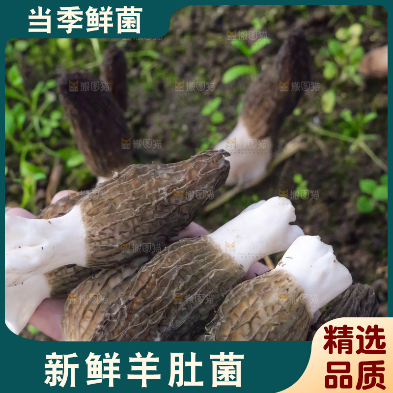 手里拿着新鲜羊肚菌