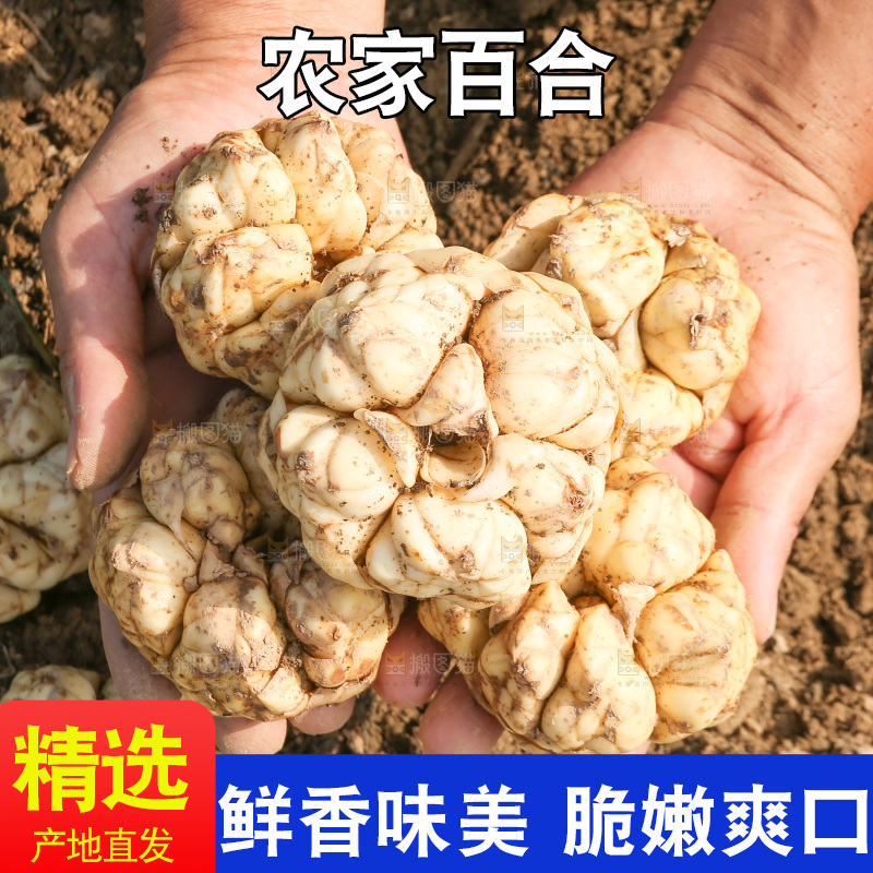 手里拿着新鲜百合