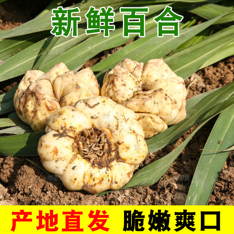 地里的新鲜百合