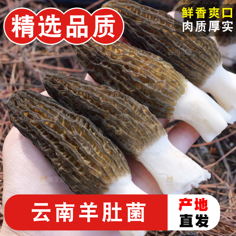 手里拿着新鲜羊肚菌