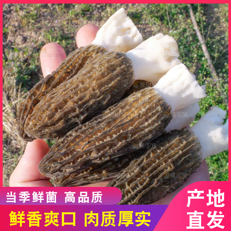 手里拿着新鲜羊肚菌