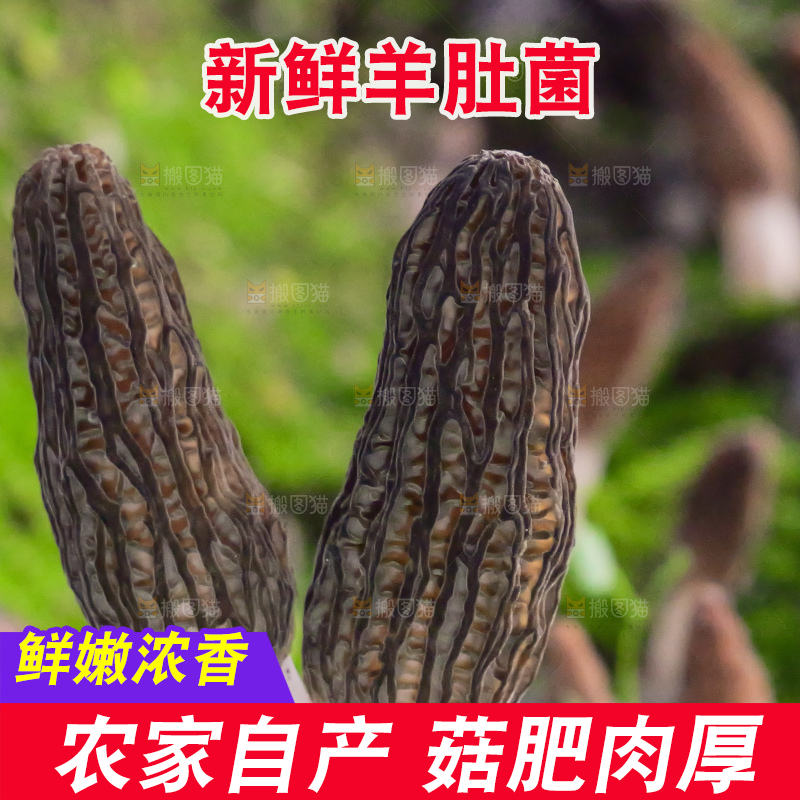 手里拿着新鲜羊肚菌