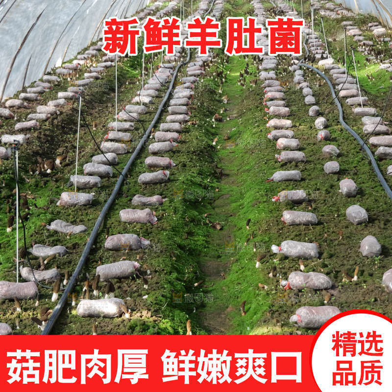 羊肚菌种植基地