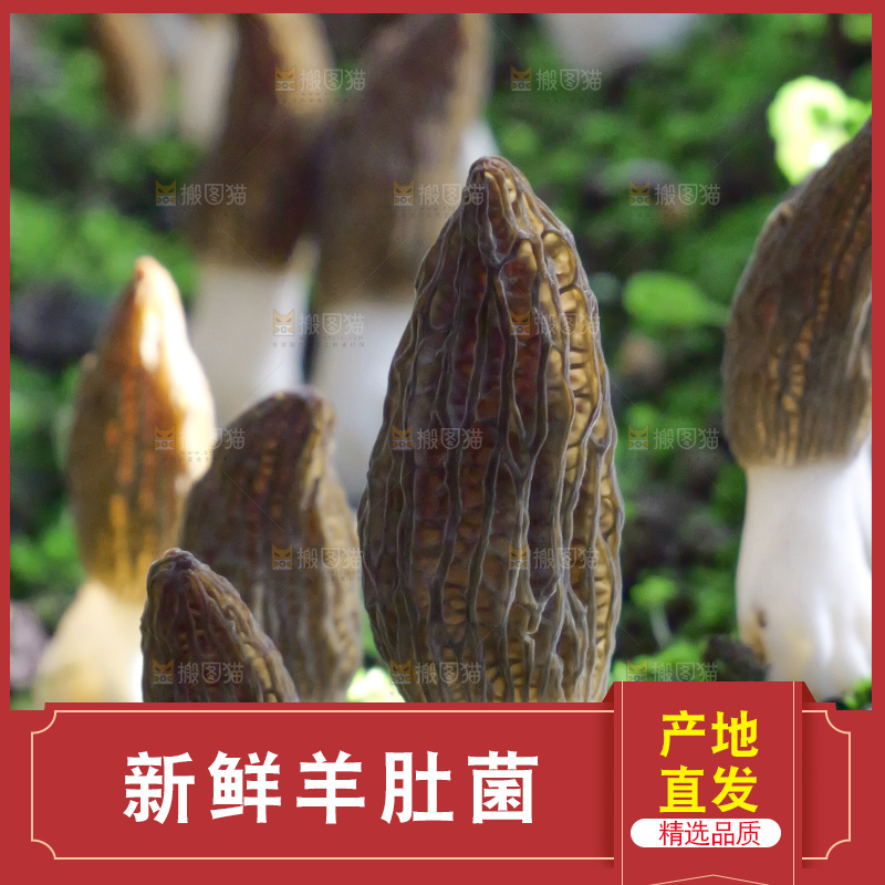 羊肚菌种植基地