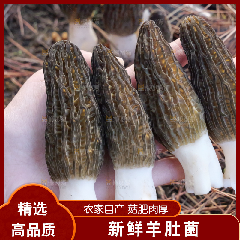 手里拿着新鲜羊肚菌