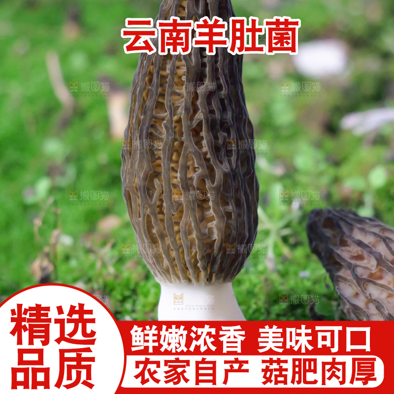 羊肚菌种植基地