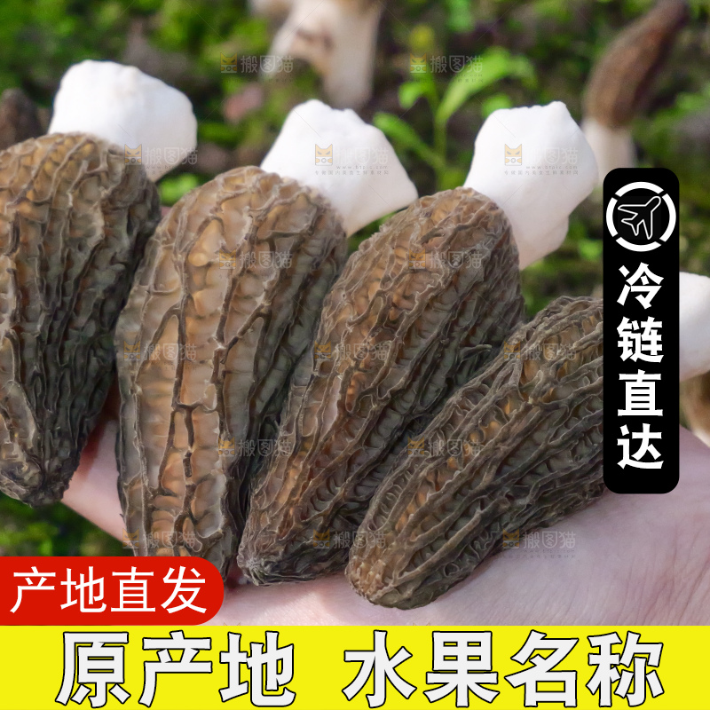 手里拿着新鲜羊肚菌