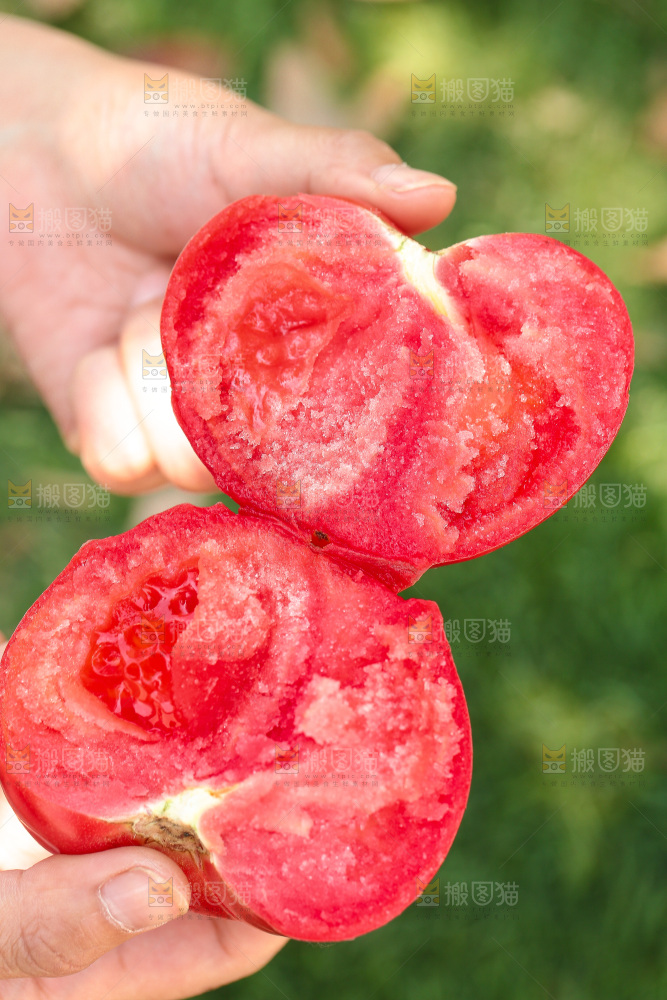 手里拿着沙瓤番茄