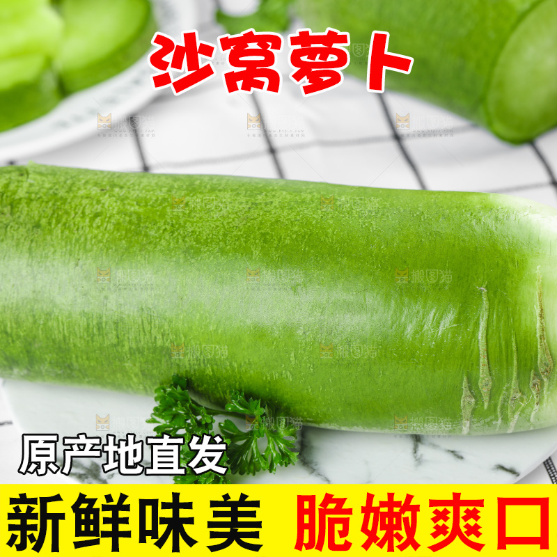 浅底上的沙窝萝卜