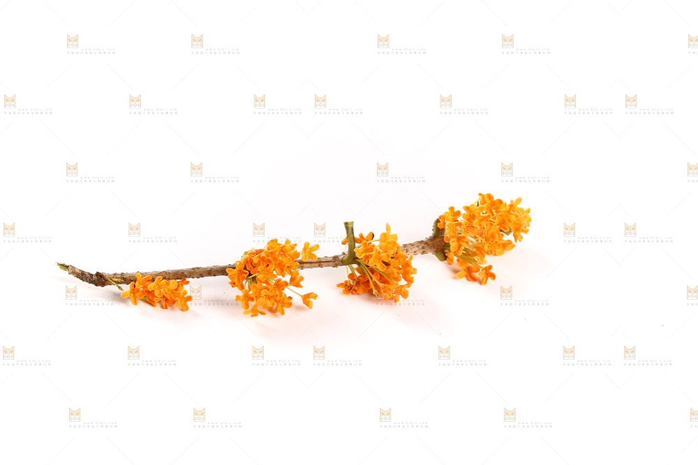 白底上的桂花