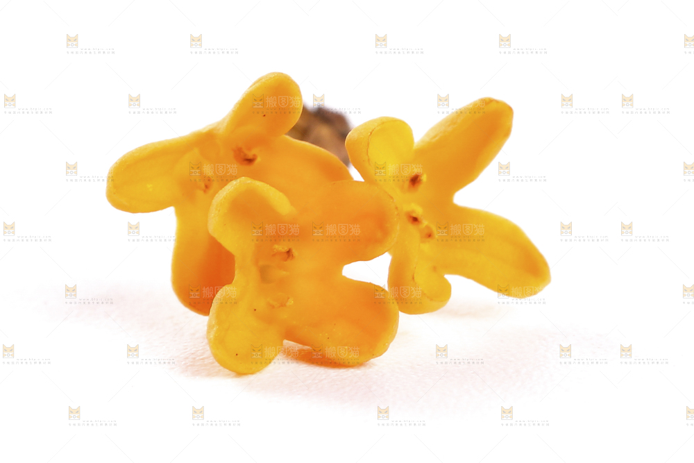 白底上的桂花