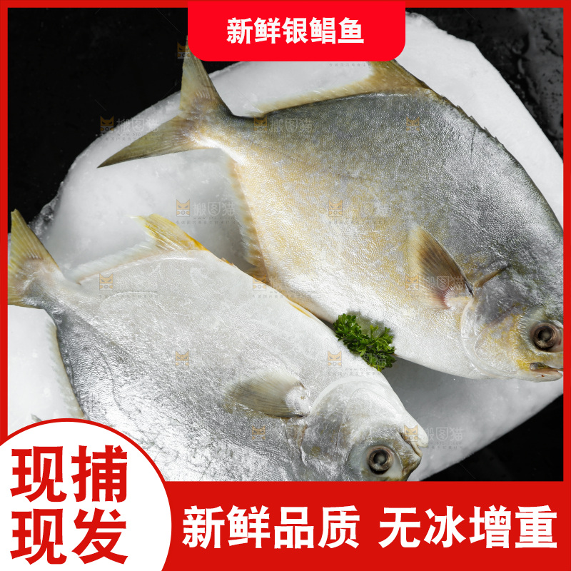 深底上的银鲳鱼