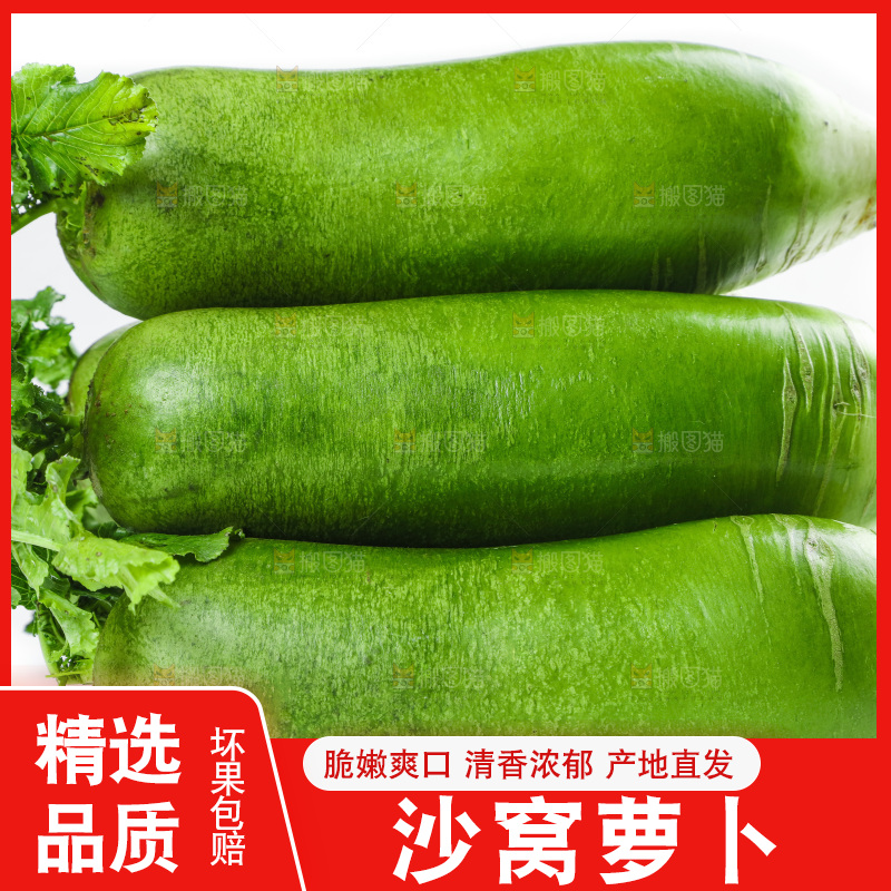 白底上的沙窝萝卜