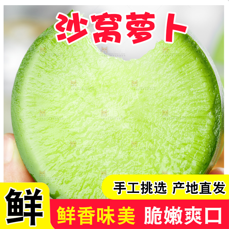 浅底上的沙窝萝卜