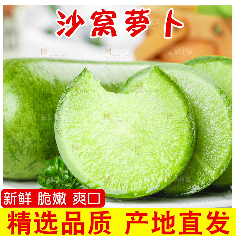 浅底上的沙窝萝卜