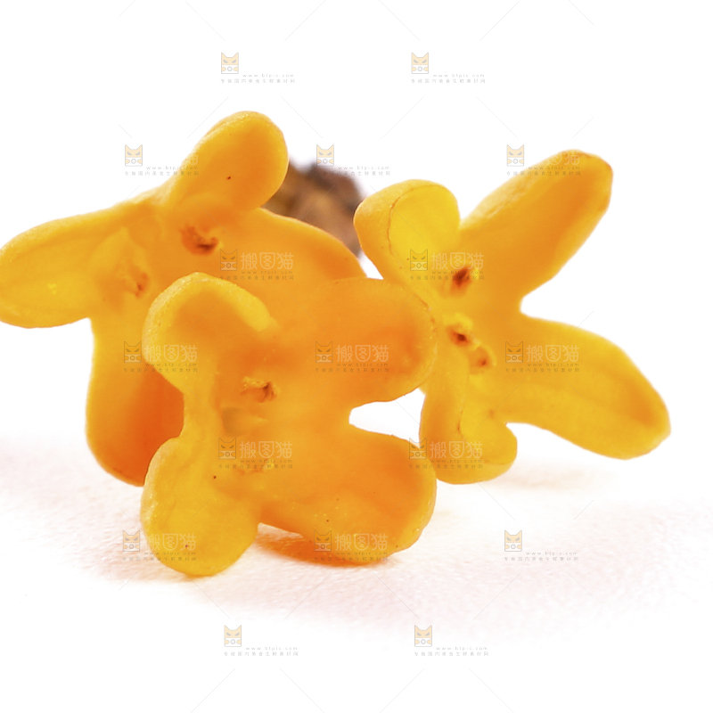 白底上的桂花