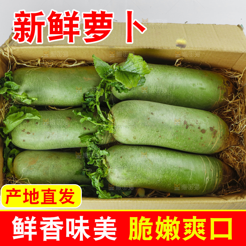 白底上的沙窝萝卜