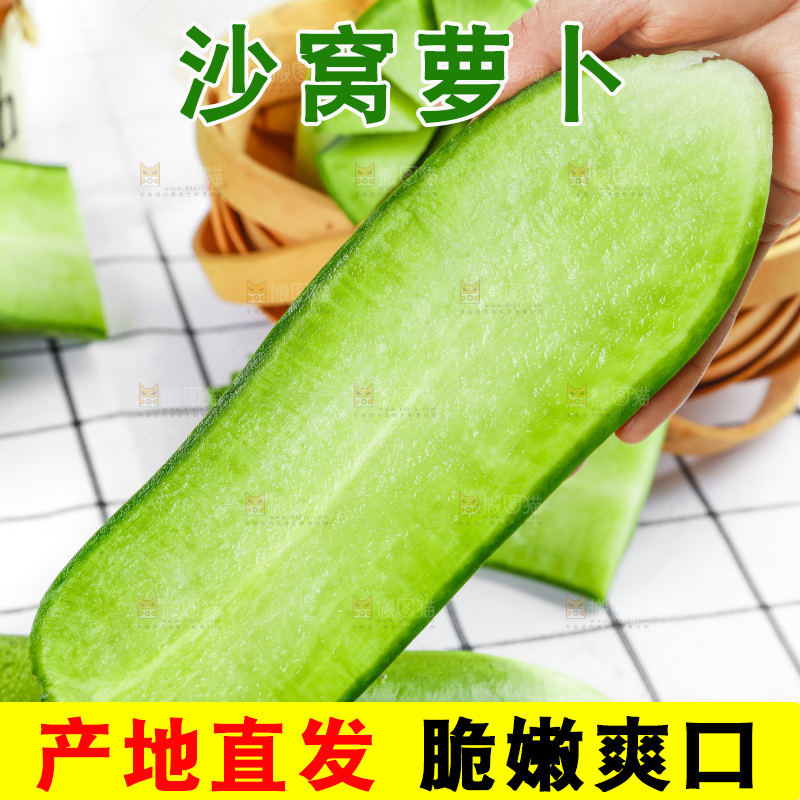 浅底上的沙窝萝卜