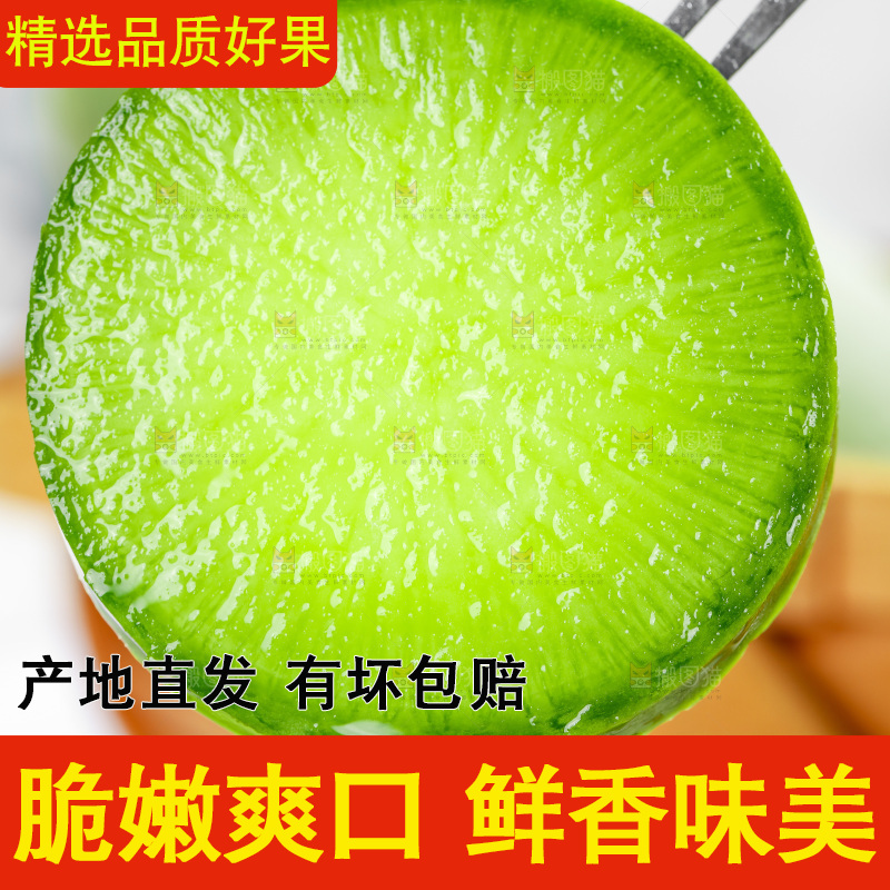 浅底上的沙窝萝卜