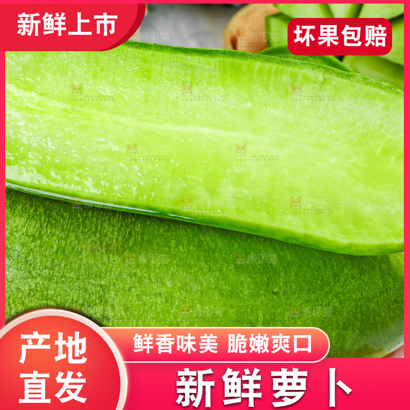 浅底上的沙窝萝卜
