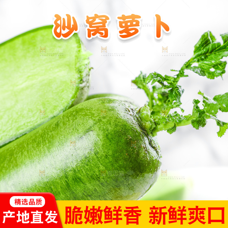 浅底上的沙窝萝卜