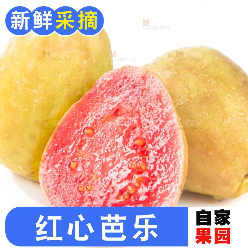 白底上的红心芭乐