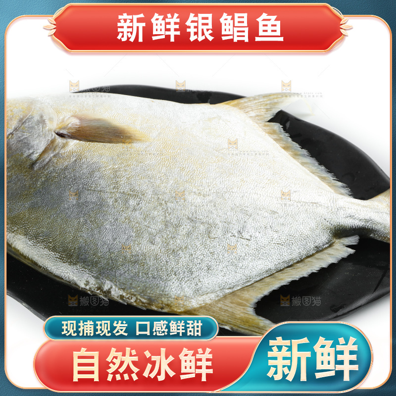 白底上的银鲳鱼