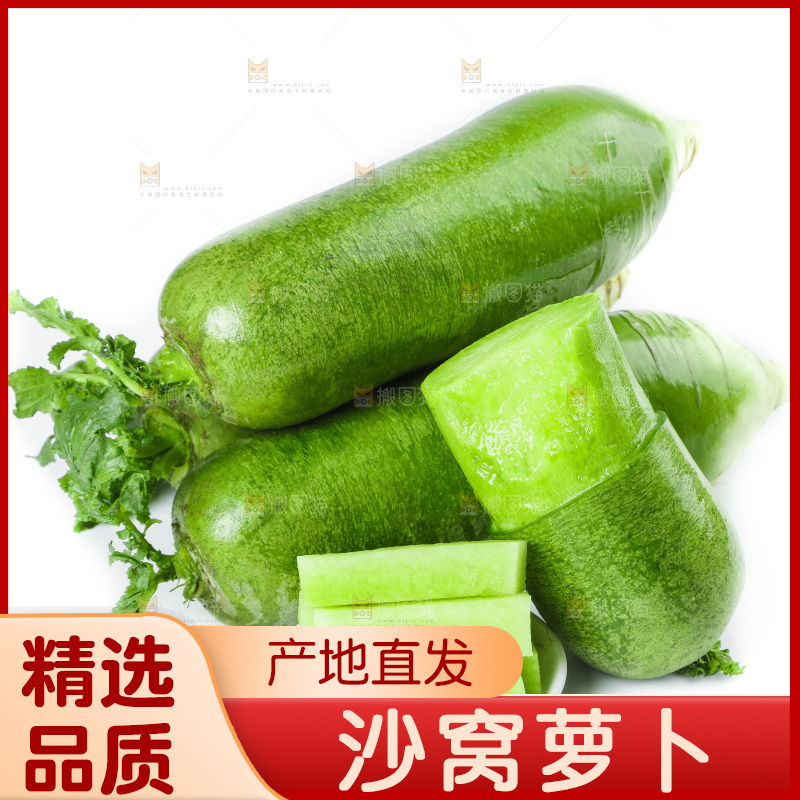 白底上的沙窝萝卜