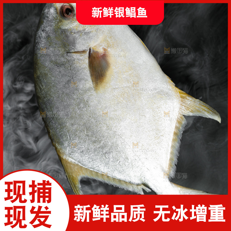 深底上的银鲳鱼