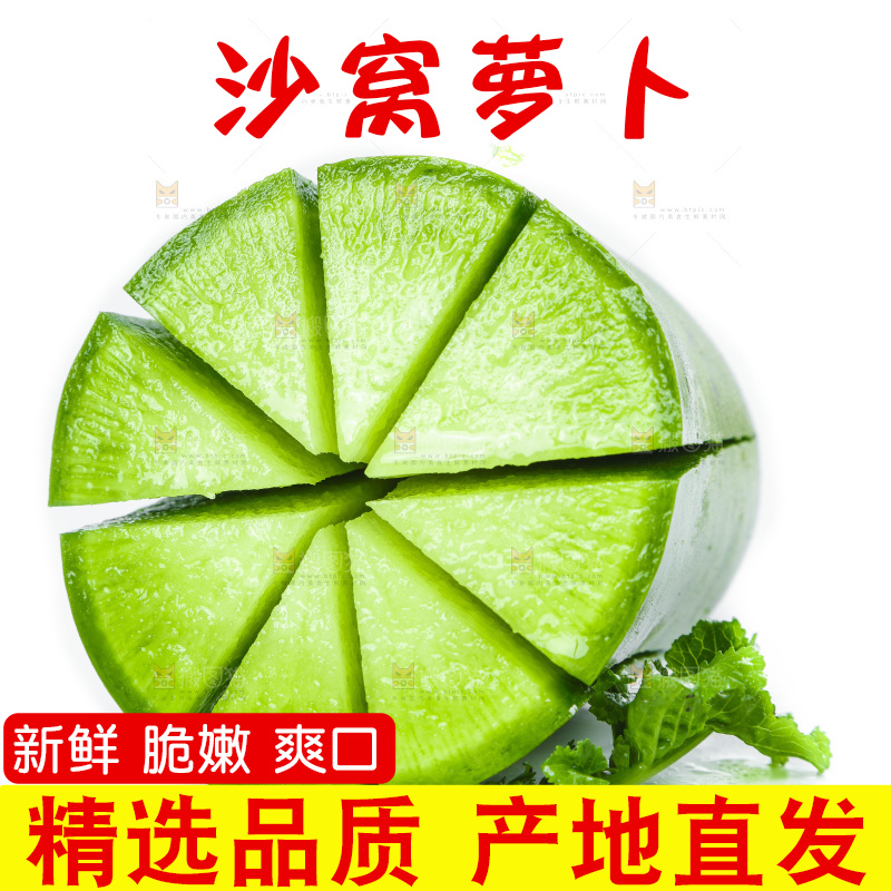 白底上的沙窝萝卜