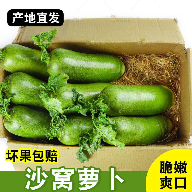 白底上的沙窝萝卜