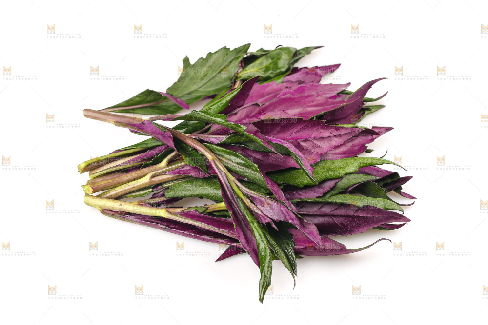 白底上的紫背天葵