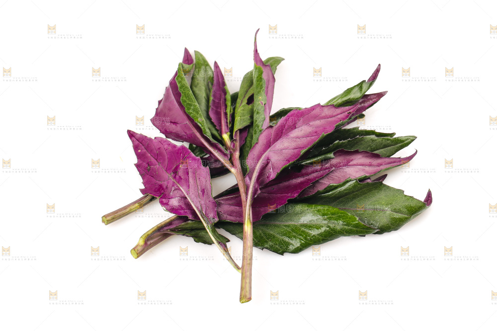 白底上的紫背天葵