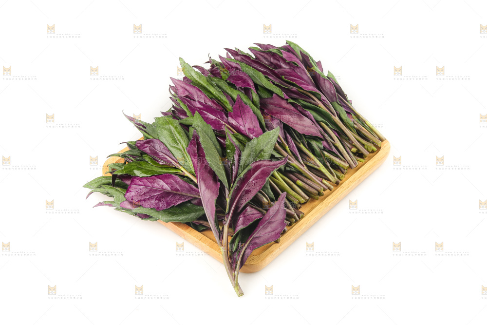 白底上的紫背天葵