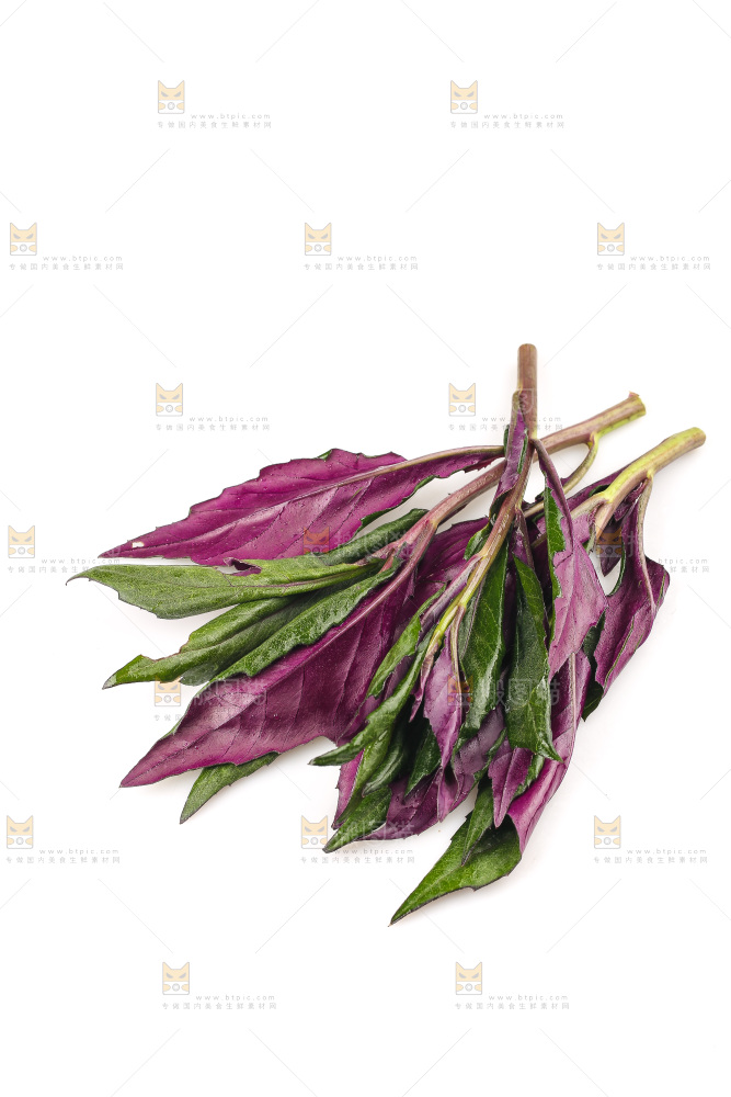 白底上的紫背天葵