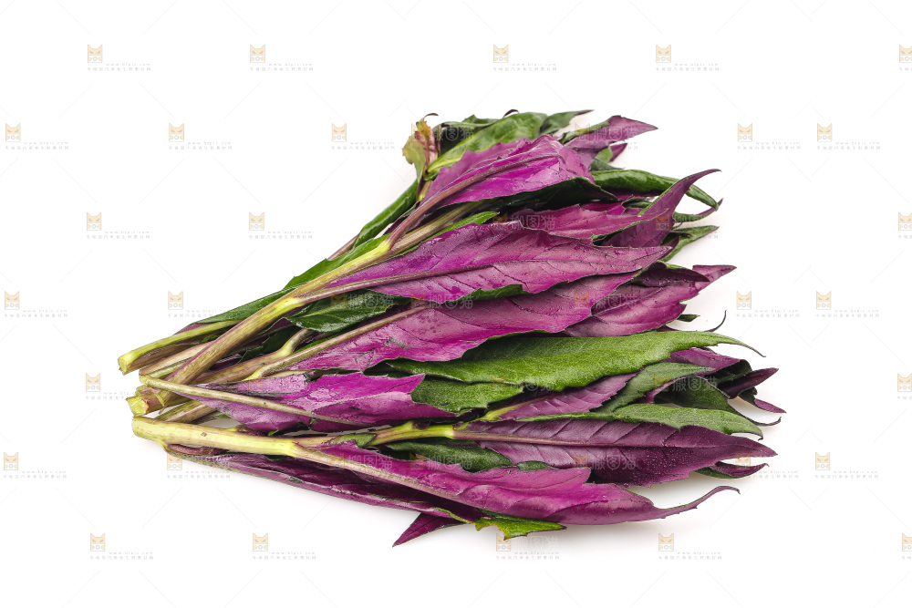 白底上的紫背天葵