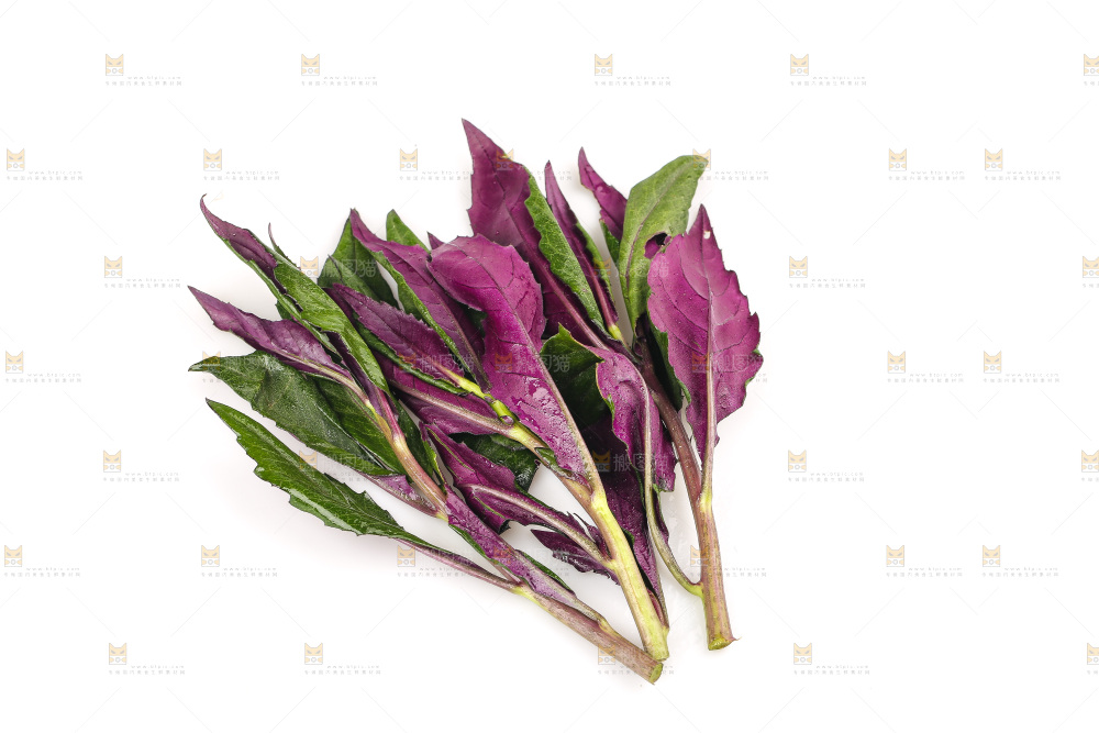 白底上的紫背天葵