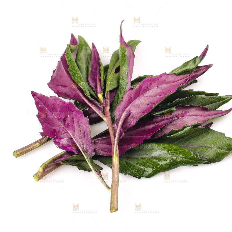 白底上的紫背天葵