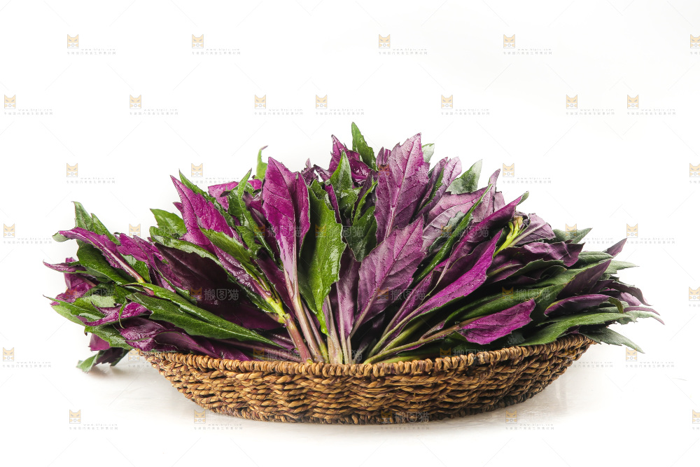 白底上的紫背天葵