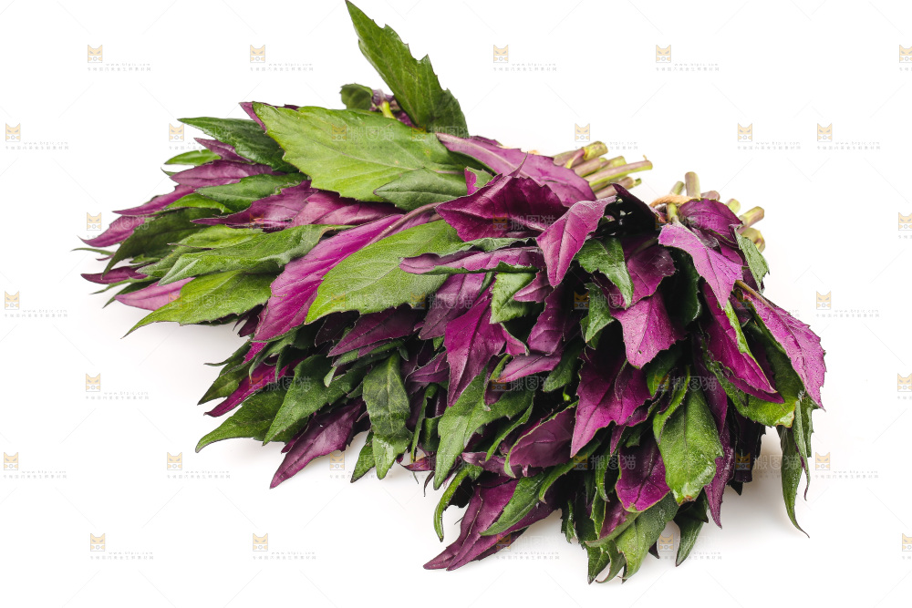 白底上的紫背天葵