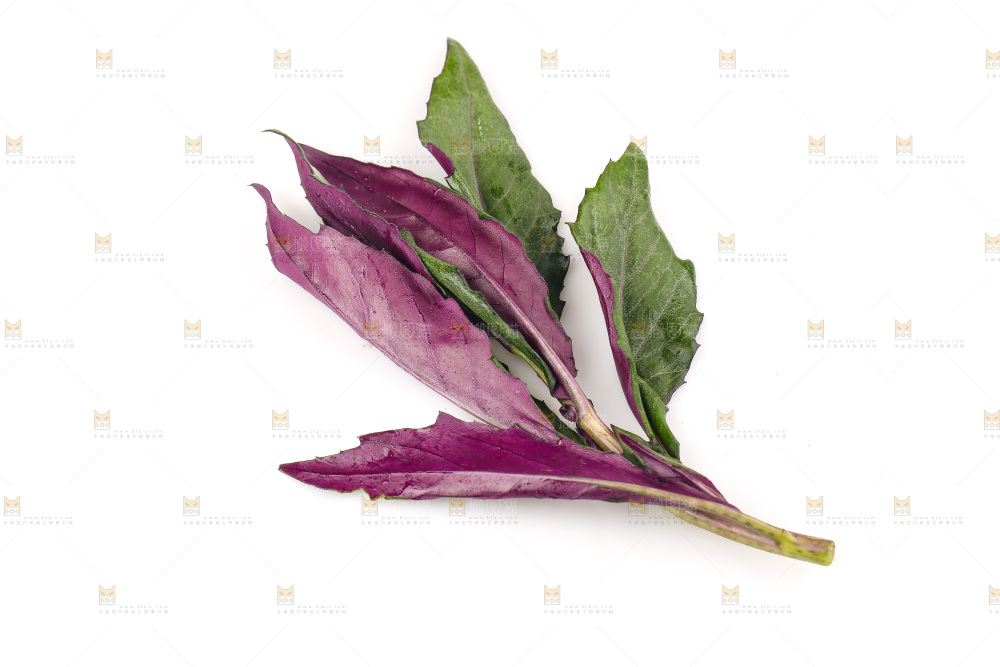 白底上的紫背天葵