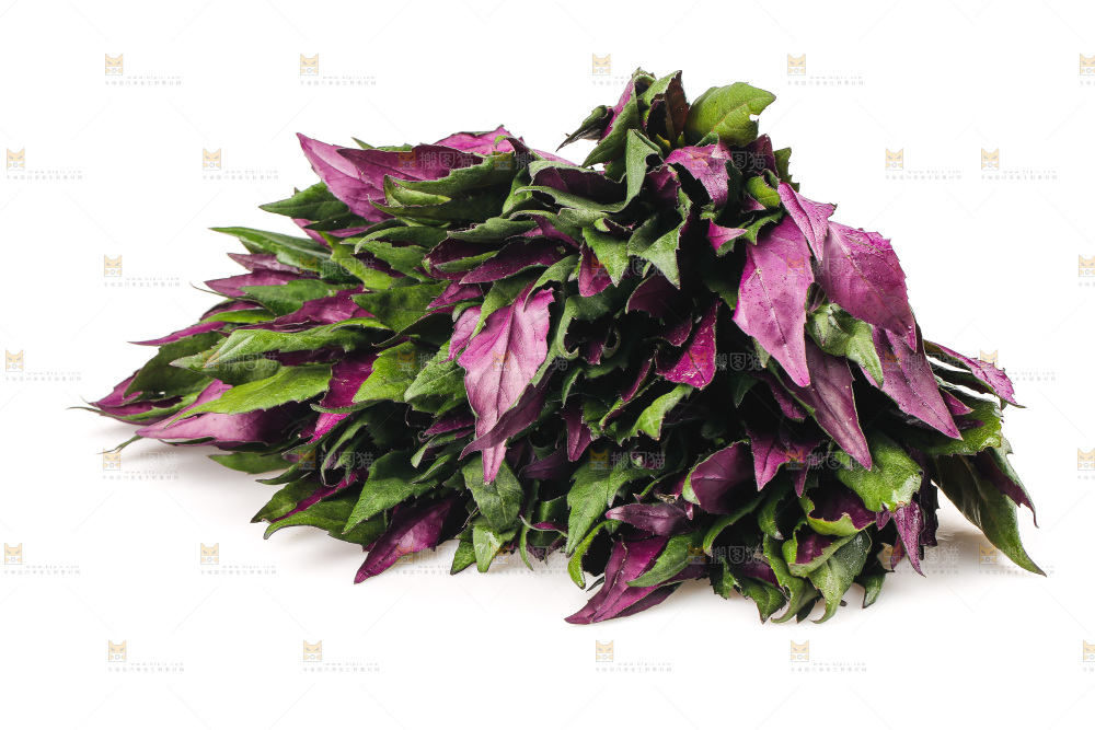 白底上的紫背天葵