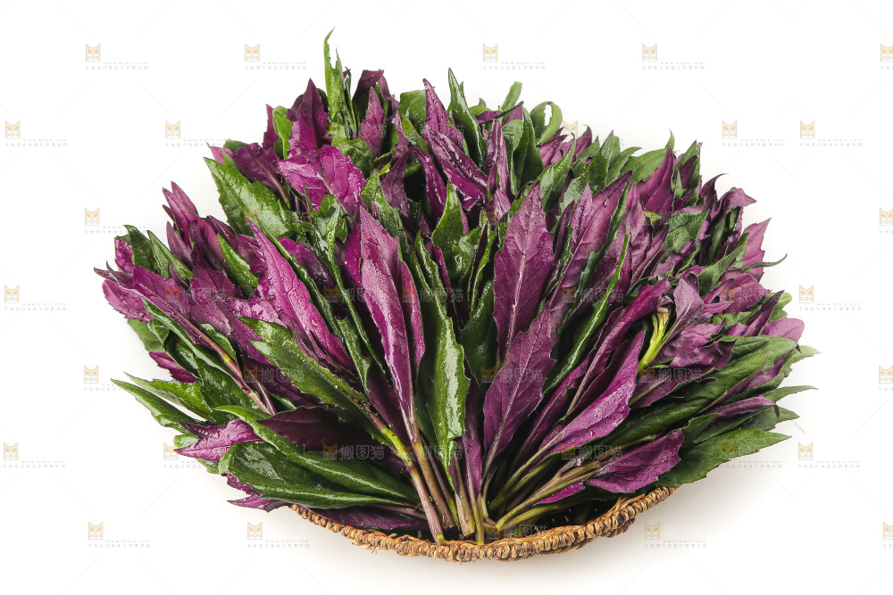 白底上的紫背天葵