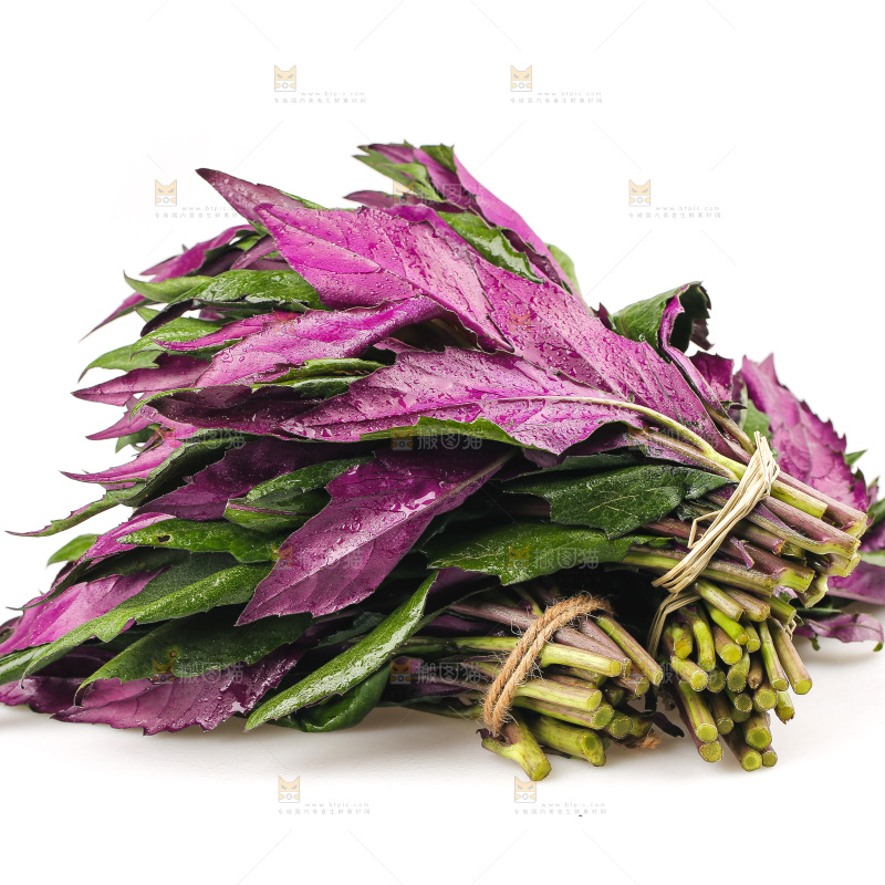 白底上的紫背天葵