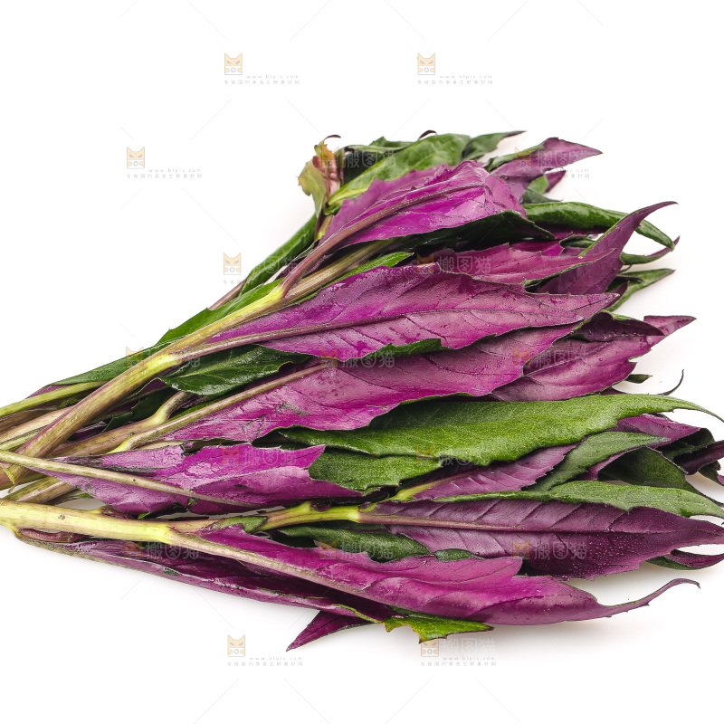 白底上的紫背天葵