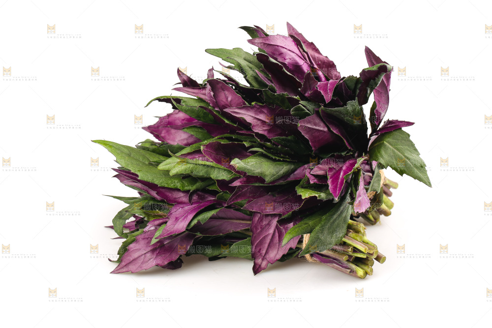 白底上的紫背天葵